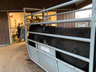 Cows in Chute